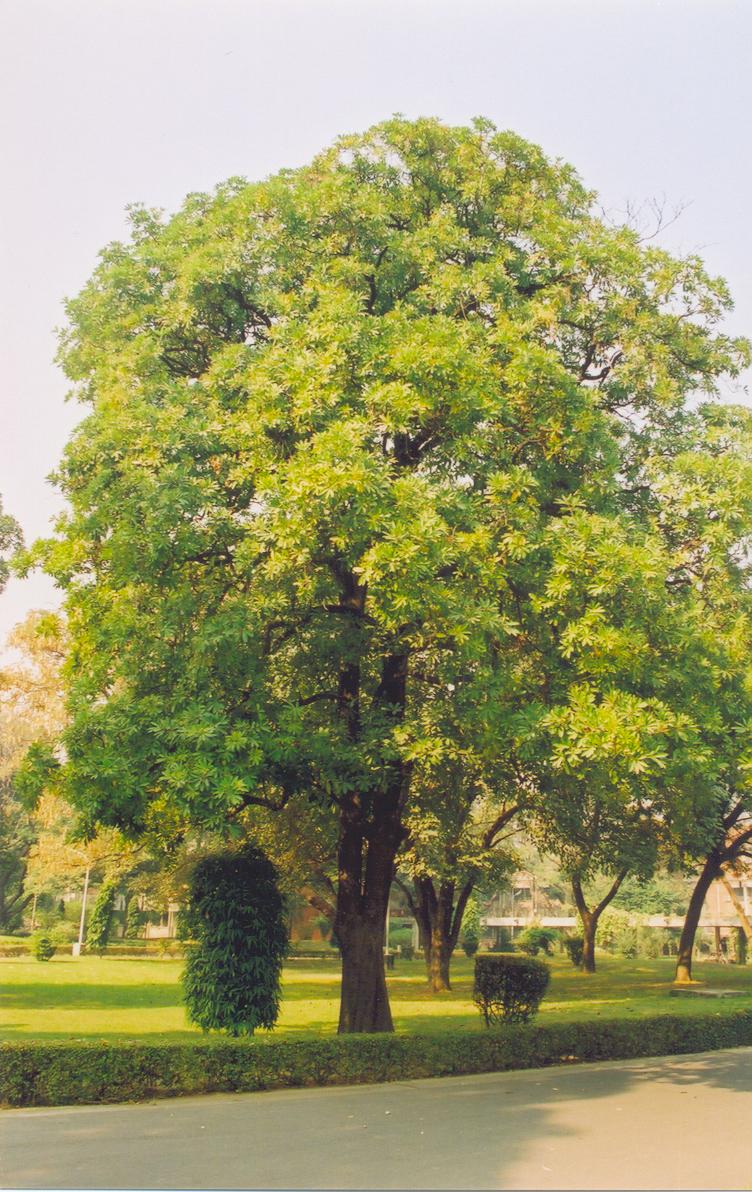 Alstonia scholaris	(Alestonia	الیسٹونیا)