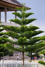 Araucaria cookii (اراکایریا)