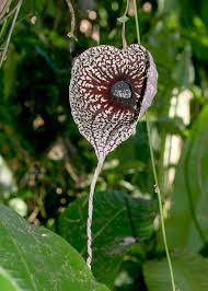 Aristolochia grandiflora 	(Duck Flower 	ڈَک فلاور)