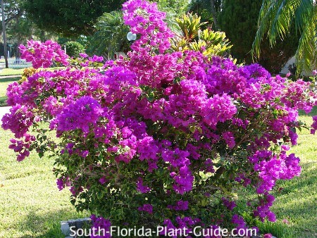 Bougainvillea spp.(bush) 	(Bougainvillea	بوگن ویلیا)