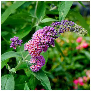Buddlleia (Butterfly Bush)