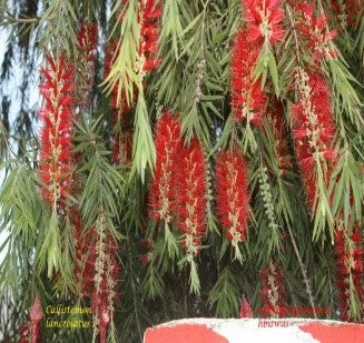 Callistemon salignus	Bottle brush	باٹل برش