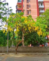 Cassia fistula (املیٹاس)