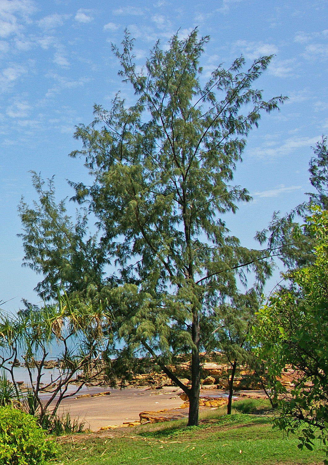 Casuarima equisetifolia  (جھاؤ)