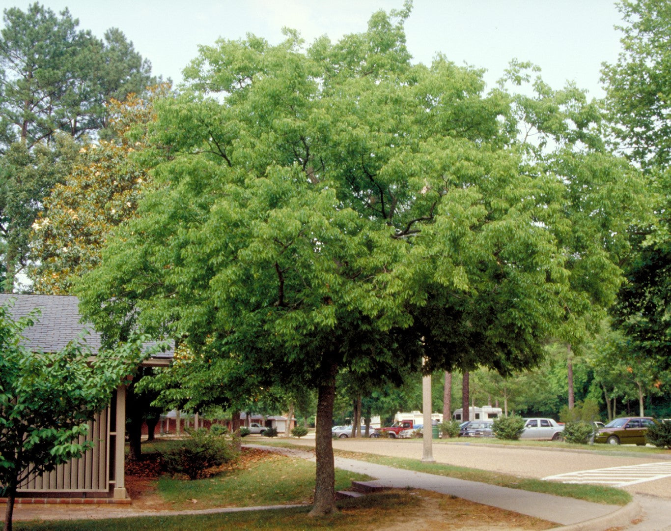 Celtis australis (بٹکیر)
