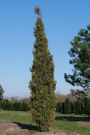 Cupressus sempervirens (Saru	سارو)