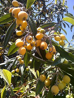 Eriobotrya japonica	(Loquat	لوکاٹ)