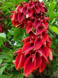 Erythrina blakei	(Erythrina	اریترینا)