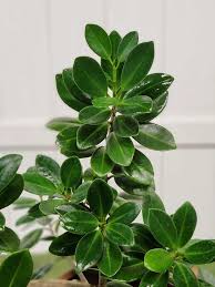 Ficus Green