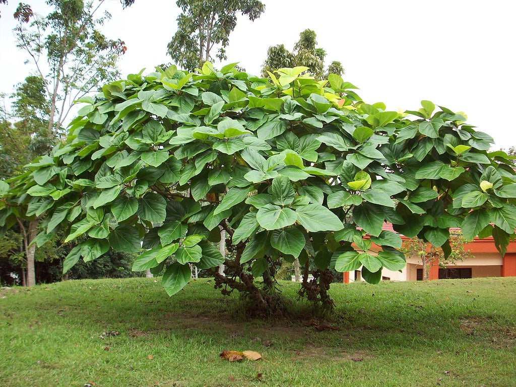 Ficus auriculata (Rubbar plant	ربڑ پلانٹ)