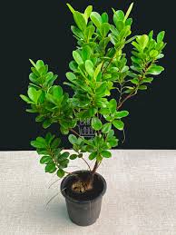 Ficus microcarpa (10" pot leave rubber plant چھوٹے پتے والا ربڑ پلانٹ)