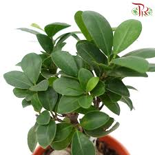 Ficus microcarpa (Dwarf)