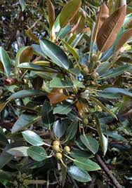 Ficus microphylla (Broad Leave)