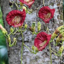 Gul-e-Fanoos (sausage tree)