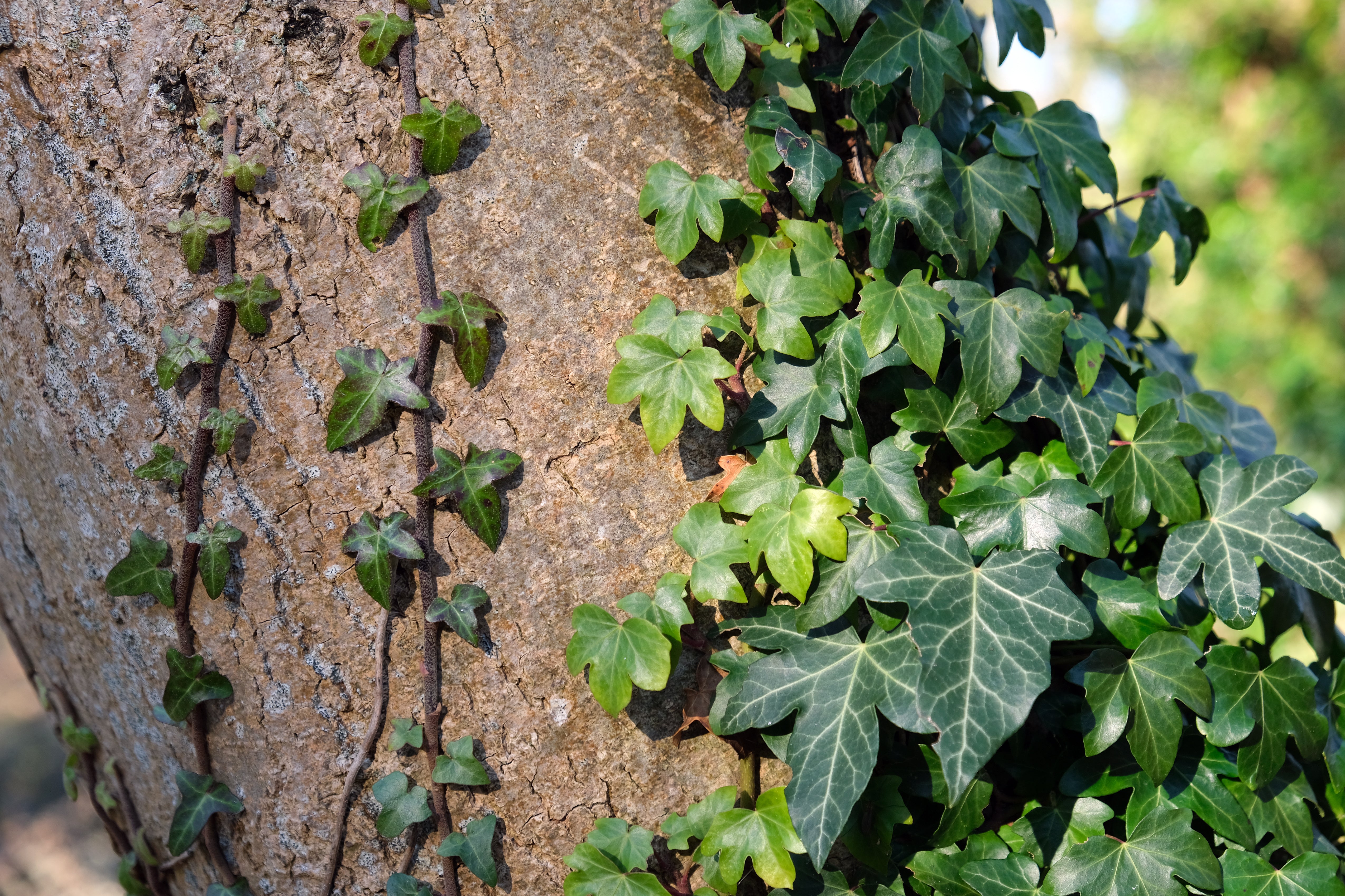Hedera helix	(English Ivy	انگلش آئیوی)