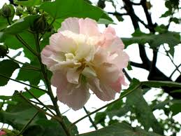 Hibiscus mutabilis	(Cotton rose	کاٹن روز)