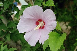 Hibiscus syriacus	(Rose of Sharon	روز آف شیرو)