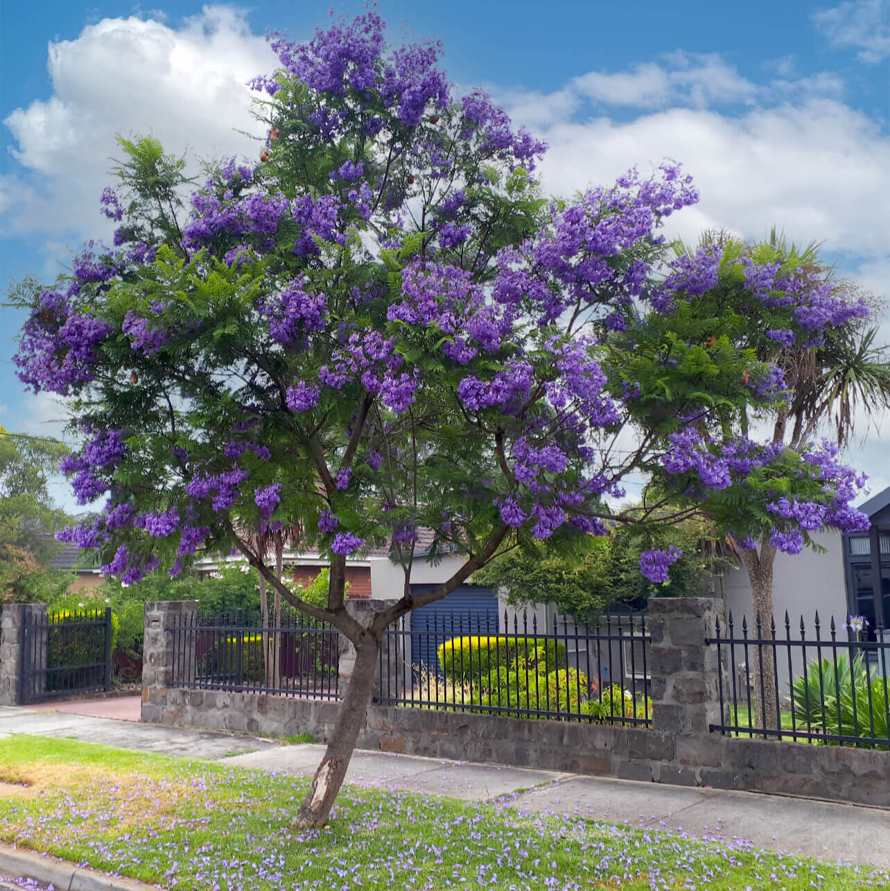 Jacaranda mimosifolia  (Gul mohar blue	نیلا گلِ مور)