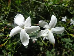 Jasminum grandiflorum 	(Chambeli	چمبیلی)