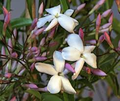 Jasminum polyanthum	(Chambeli	چمبیلی)