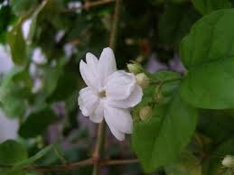Jasminum sambac	(Motia 	موٹیا)