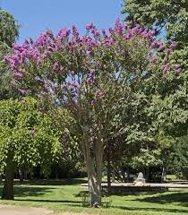 Lagerstroemia indica  	(Lagerstroemia	لیگرسٹریمیا)