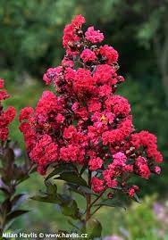 Lagerstroemia spp. (double)	(Legestomia	لیگرسٹریمیا)