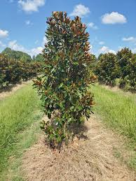 Magnolia grandiflora (Magnolia 	میگنولیا)