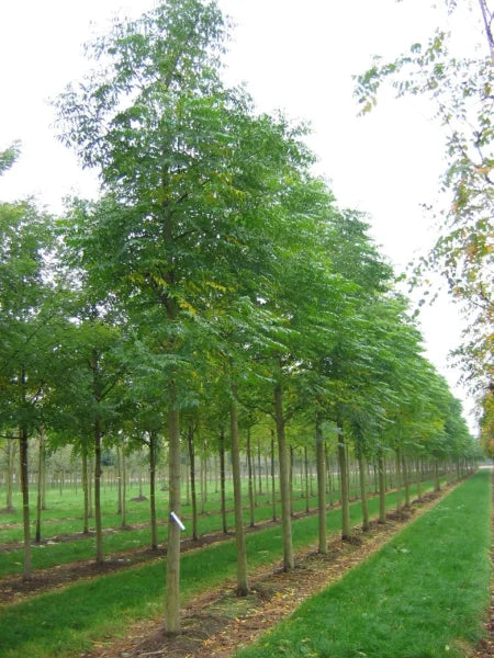 Melia azedarach (Bakain	باکائن )