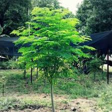 Moringa oleifera (Sohanjna	سہانجنا )