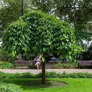 Morus alba (grafted) (Shahtut	شہتوت )