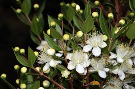 Mytrus communis	(Myrtle	مائرٹل)