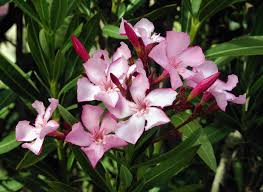 Nerium oleander	(Gulabi kanair	گلابی کنیر)