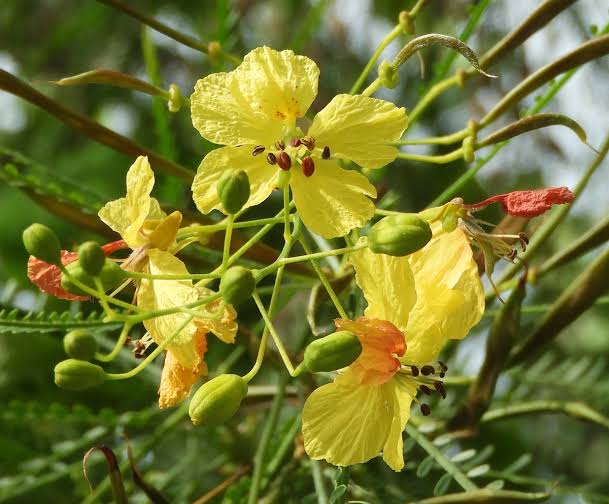 Parkinsonia