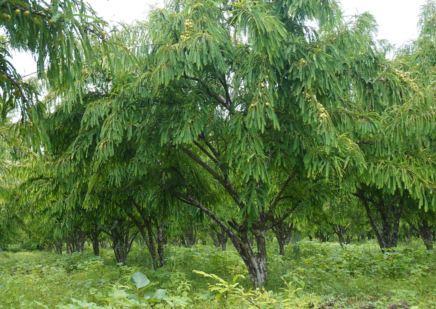 Phyllanthus emblica (Amla 	آملہ)