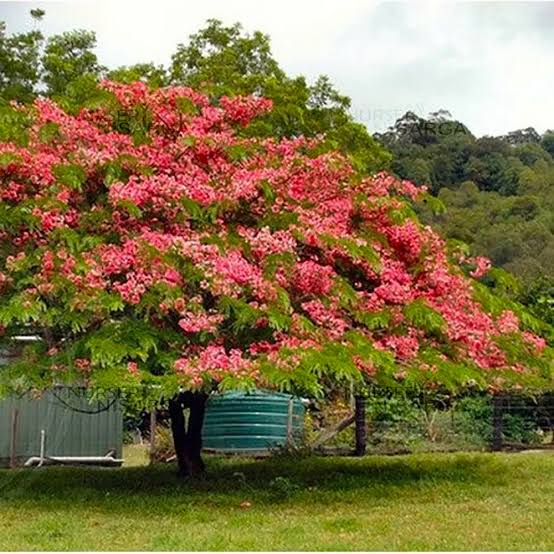 Pink Shower Tree