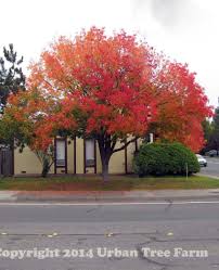 Pistacia chinensis	(Chinese Pistache	چائنیز پسٹاش )