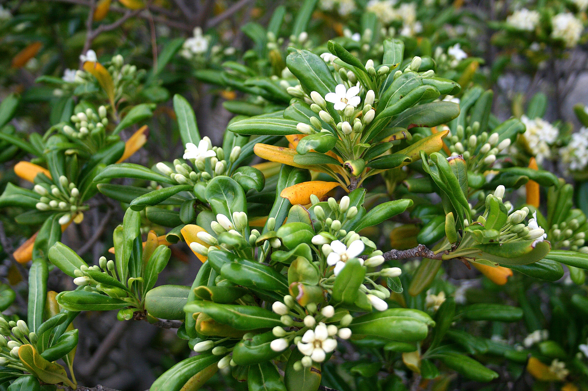 Pittosporum tobira	(Pitrospuram	پیٹوسپورم)