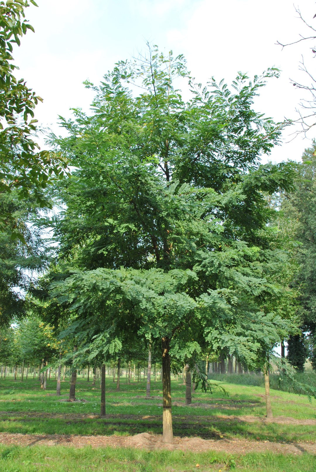 Robinia pseudoacacia	(Robina	روبینیا)