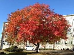 Sapium	(Chinese talli	چائنیز ٹالی)