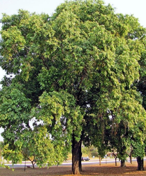 Syzygium cumini (Jaman	جامن)