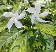 Chandni Variegated (Silver Rain)