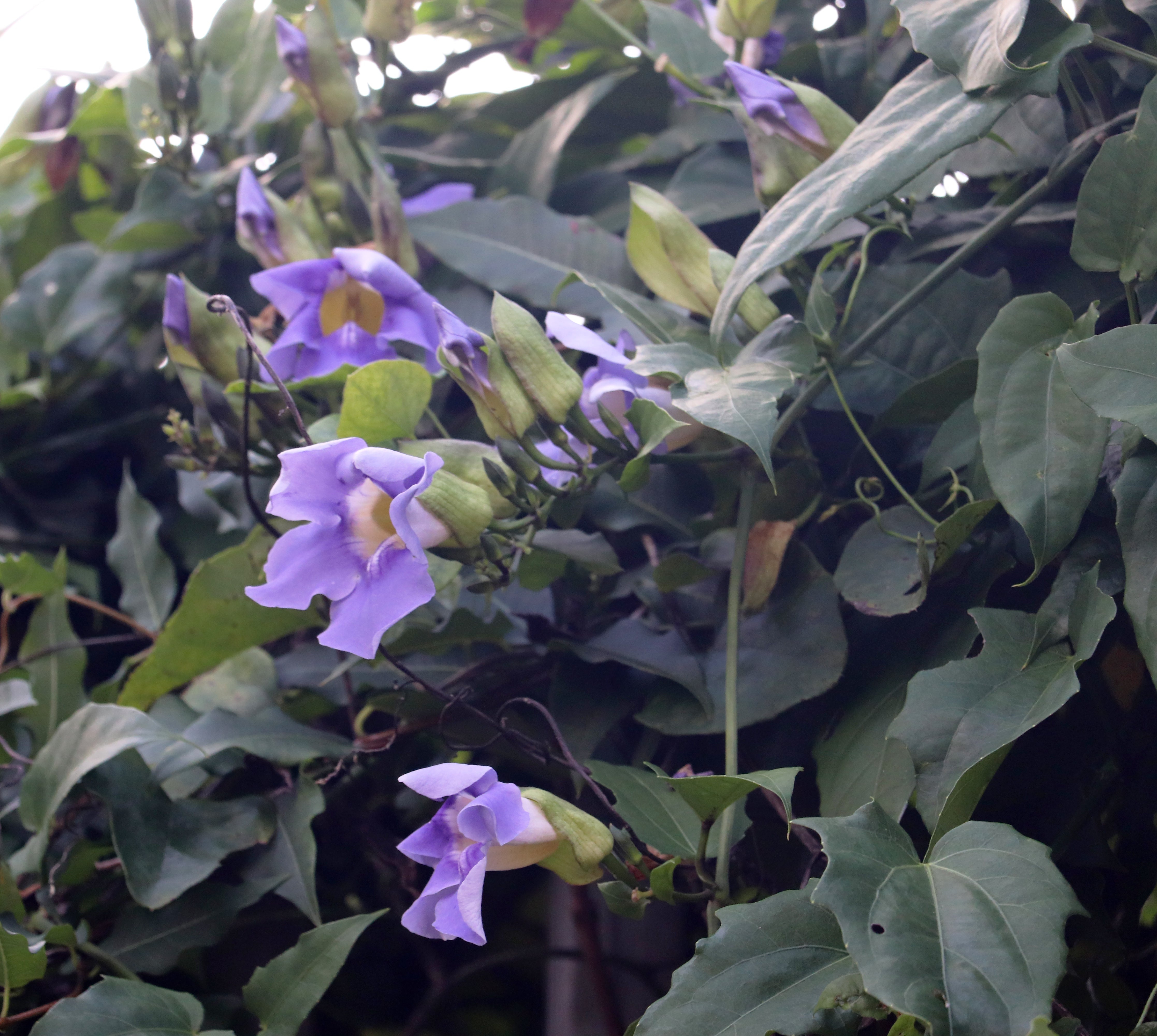 Thunbergia grandiflora	(Skyflower	اسکائی فلاور)
