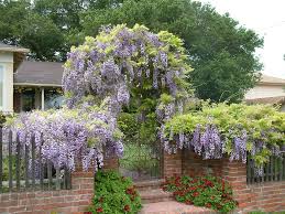 Wisteria chinensis	(Chinese Wisteria	چائنیز ویسٹیریا)