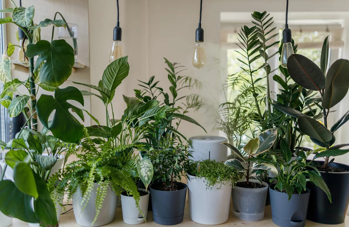 Indoor