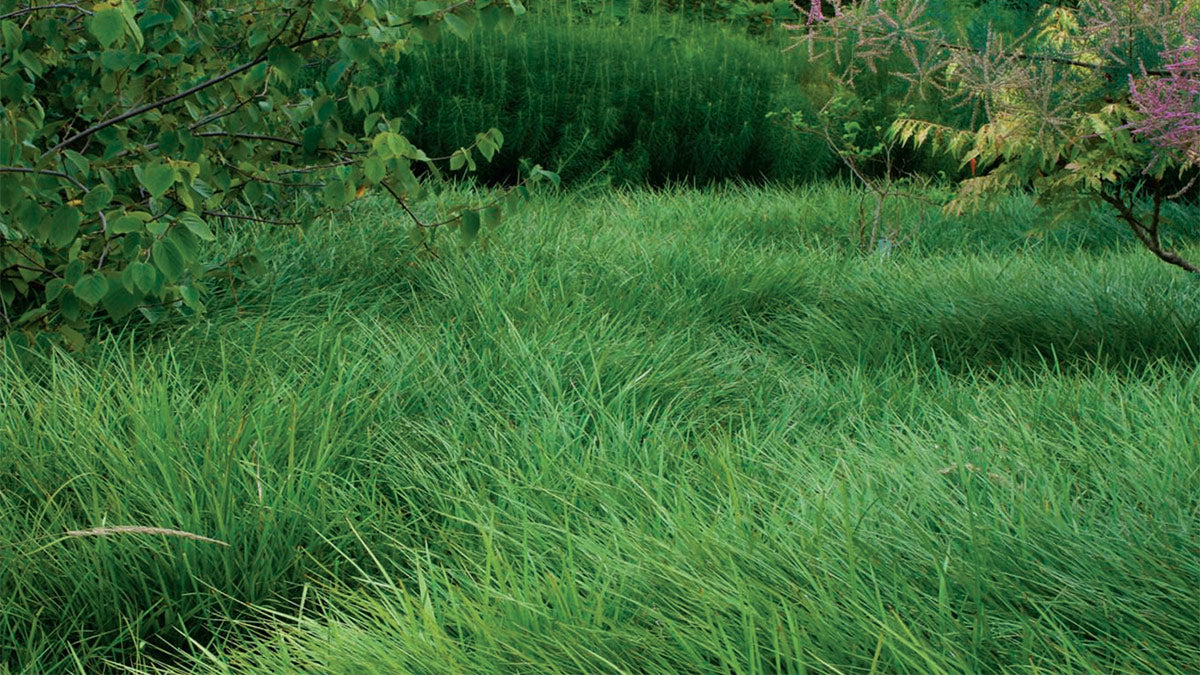 Grass