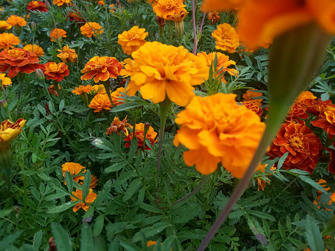 Ground Cover