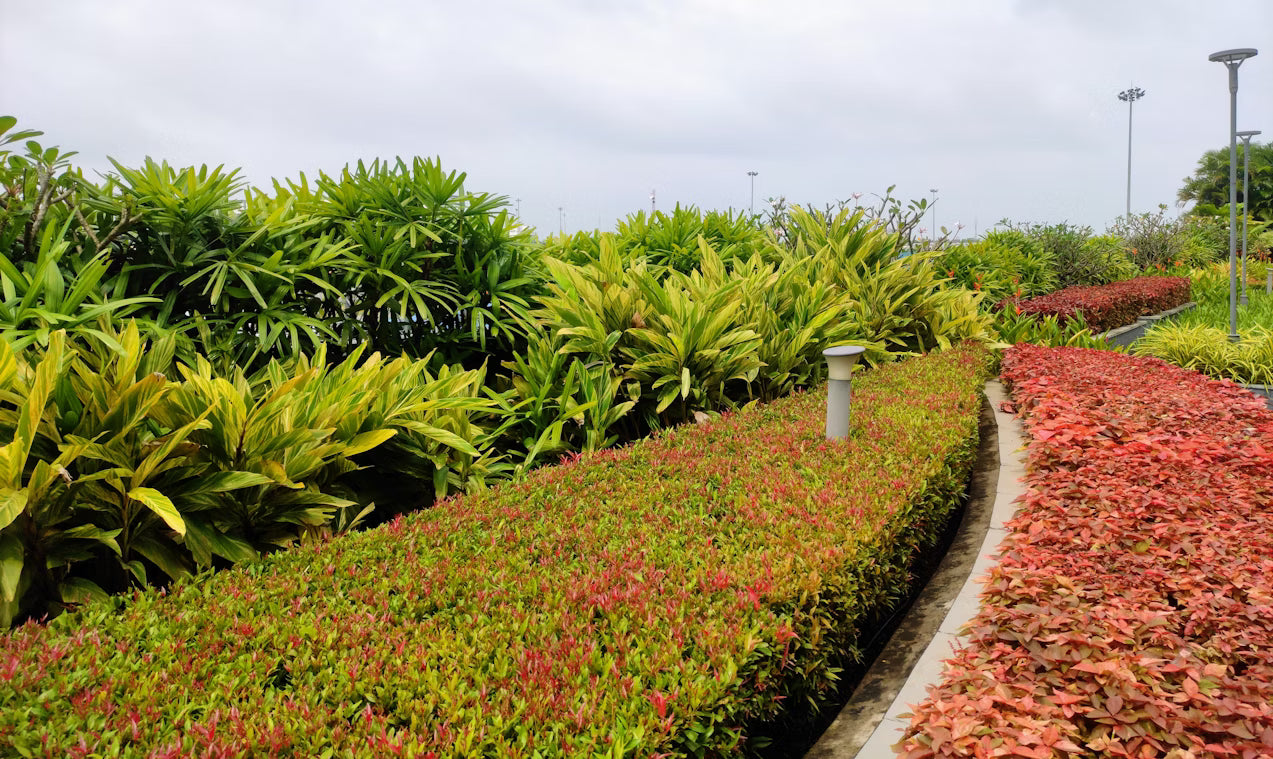 Topiary