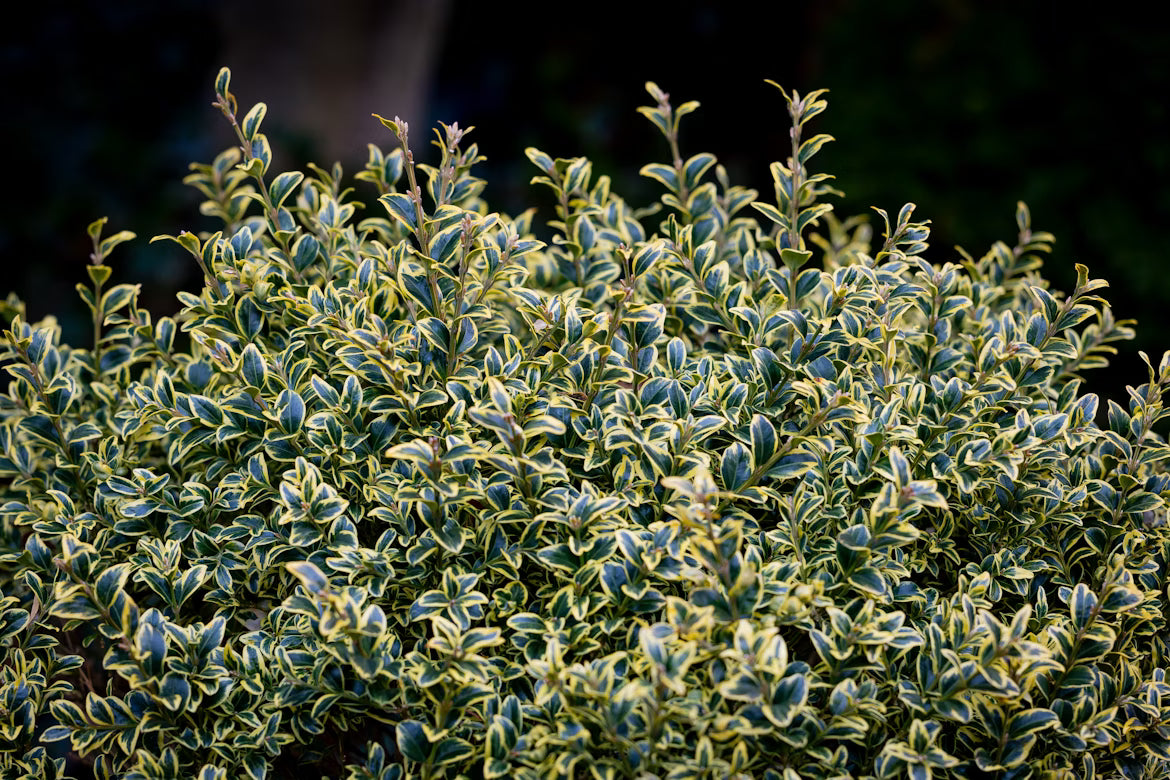 Shrub