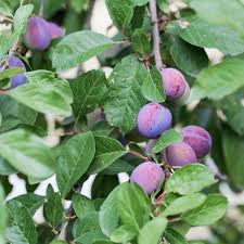 Aalu Bukhara (Plum)